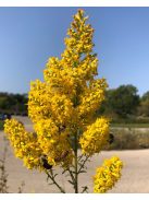 Aranyvessző / SOLIDAGO speciosa 