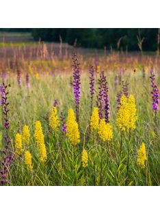 Aranyvessző / SOLIDAGO speciosa 