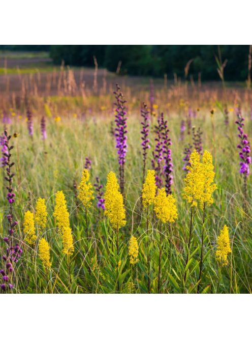 Aranyvessző / SOLIDAGO speciosa 