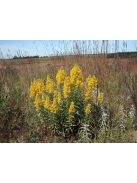 Aranyvessző / SOLIDAGO speciosa 