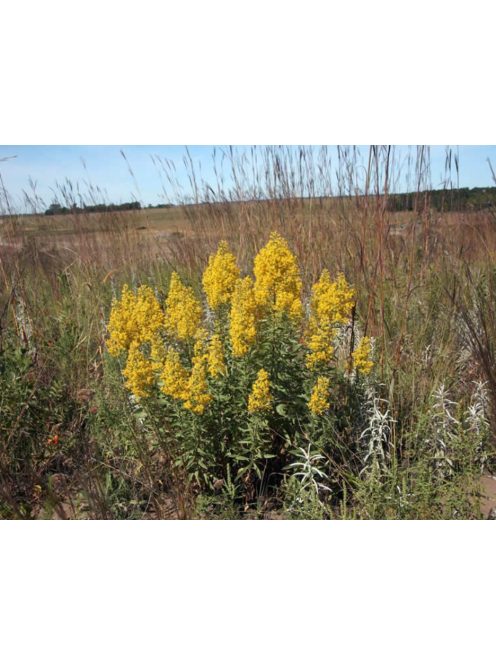 Aranyvessző / SOLIDAGO speciosa 