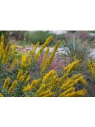 Aranyvessző / SOLIDAGO speciosa 