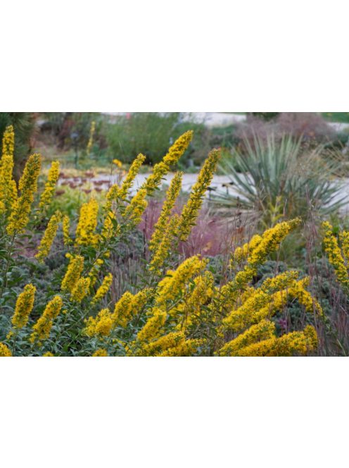 Aranyvessző / SOLIDAGO speciosa 