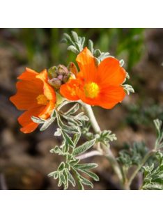Skarlát gömbmályva / SPHAERALCEA coccinea 