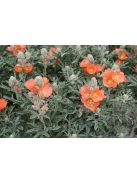 Skarlát gömbmályva / SPHAERALCEA coccinea 