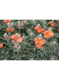 Skarlát gömbmályva / SPHAERALCEA coccinea 
