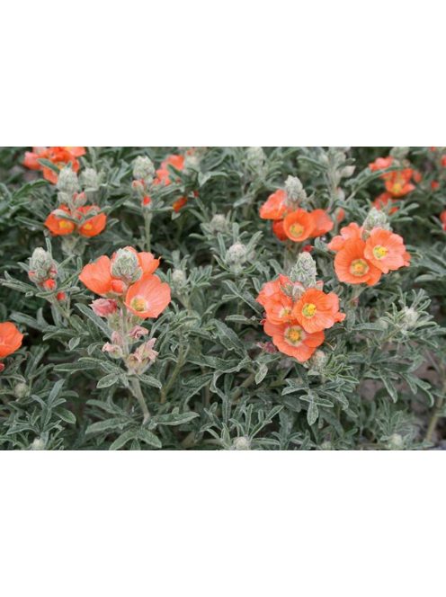 Skarlát gömbmályva / SPHAERALCEA coccinea 