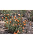 Skarlát gömbmályva / SPHAERALCEA coccinea 