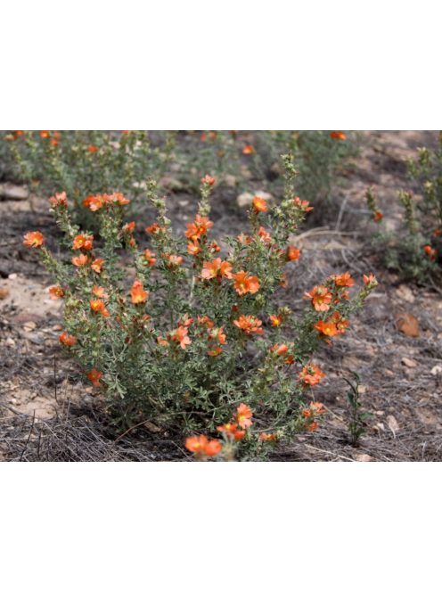 Skarlát gömbmályva / SPHAERALCEA coccinea 