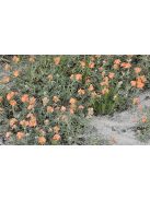 Skarlát gömbmályva / SPHAERALCEA coccinea 