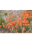 Skarlát gömbmályva / SPHAERALCEA coccinea 
