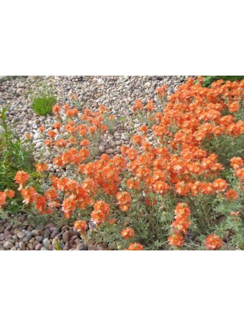 Skarlát gömbmályva / SPHAERALCEA coccinea 