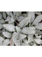 Gyapjas tisztesfű / STACHYS byzantina 'Silky Fleece'