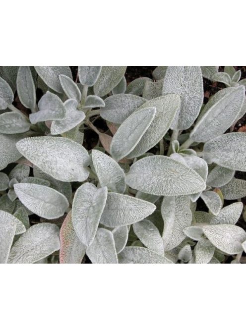 Gyapjas tisztesfű / STACHYS byzantina 'Silky Fleece'