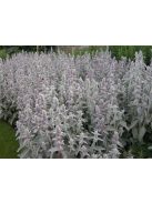 Gyapjas tisztesfű / STACHYS byzantina 'Silky Fleece'
