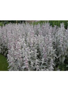   Gyapjas tisztesfű / STACHYS byzantina 'Silky Fleece'