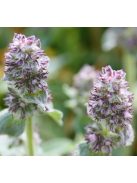 Gyapjas tisztesfű / STACHYS byzantina 'Silky Fleece'