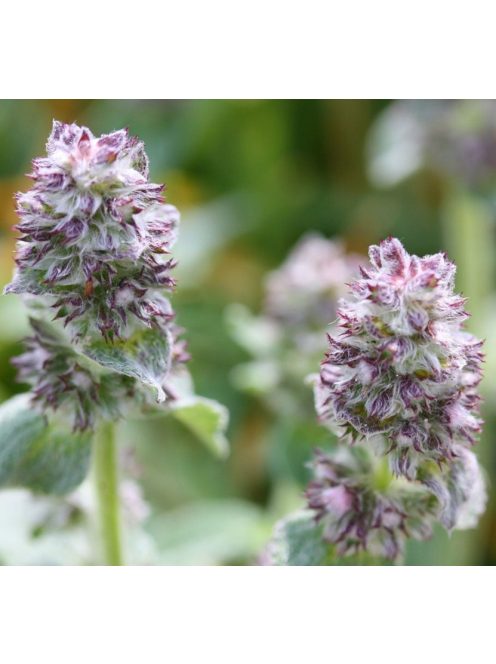 Gyapjas tisztesfű / STACHYS byzantina 'Silky Fleece'