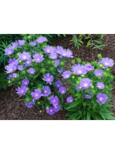 Olajbóbita / STOKESIA laevis 