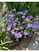 Olajbóbita / STOKESIA laevis 