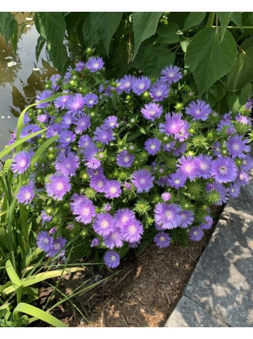 Olajbóbita / STOKESIA laevis 