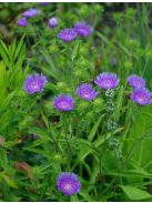 Olajbóbita / STOKESIA laevis 