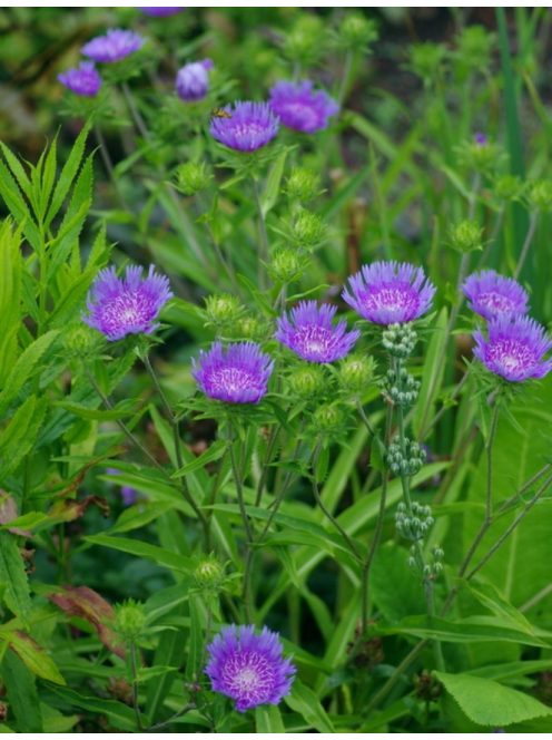 Olajbóbita / STOKESIA laevis 