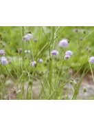 Déli csonkaír / SUCCISELLA inflexa 'Frosted Pearls'