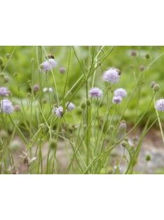   Déli csonkaír / SUCCISELLA inflexa 'Frosted Pearls'