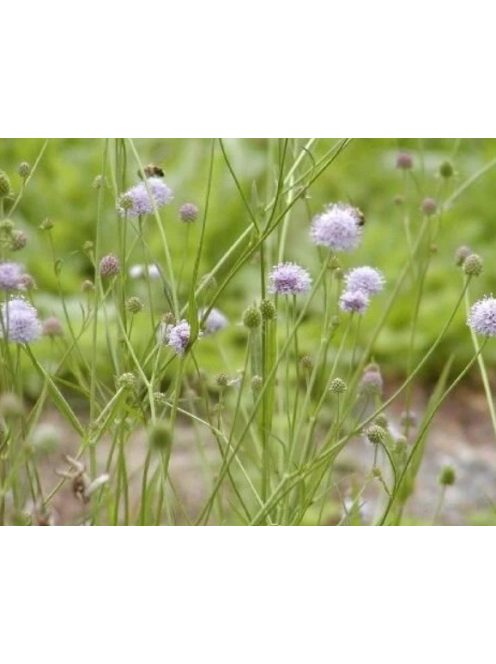 Déli csonkaír / SUCCISELLA inflexa 'Frosted Pearls'