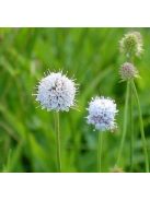 Déli csonkaír / SUCCISELLA inflexa 'Frosted Pearls'