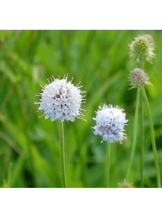   Déli csonkaír / SUCCISELLA inflexa 'Frosted Pearls'