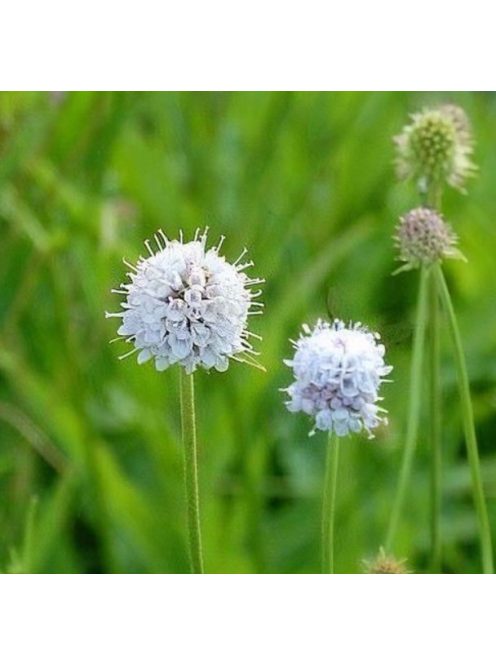 Déli csonkaír / SUCCISELLA inflexa 'Frosted Pearls'