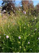 Déli csonkaír / SUCCISELLA inflexa 'Frosted Pearls'