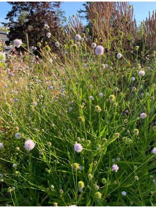 Déli csonkaír / SUCCISELLA inflexa 'Frosted Pearls'