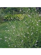 Déli csonkaír / SUCCISELLA inflexa 'Frosted Pearls'