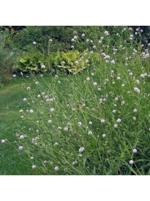 Déli csonkaír / SUCCISELLA inflexa 'Frosted Pearls'