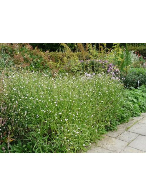 Déli csonkaír / SUCCISELLA inflexa 'Frosted Pearls'