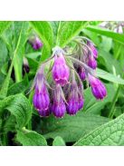 Fekete nadálytő / SYMPHYTUM officinale 