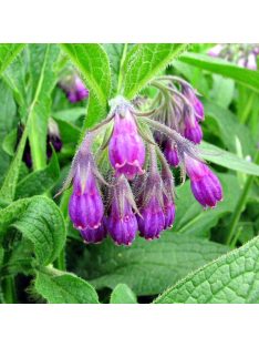 Fekete nadálytő / SYMPHYTUM officinale 