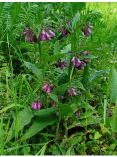 Fekete nadálytő / SYMPHYTUM officinale 