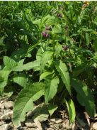 Fekete nadálytő / SYMPHYTUM officinale 