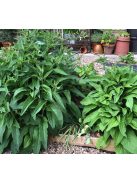 Fekete nadálytő / SYMPHYTUM officinale 