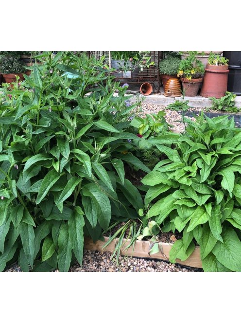 Fekete nadálytő / SYMPHYTUM officinale 