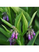 Fekete nadálytő / SYMPHYTUM officinale 