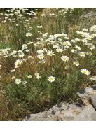 Dalmátvirág / TANACETUM cinerariifolium 