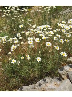 Dalmátvirág / TANACETUM cinerariifolium 