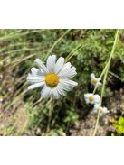 Dalmátvirág / TANACETUM cinerariifolium 