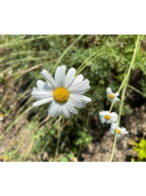Dalmátvirág / TANACETUM cinerariifolium 