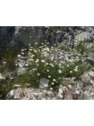 Dalmátvirág / TANACETUM cinerariifolium 